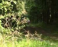 Gangbang In The Woods on adultfans.net